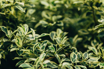 Yellow-green leaves of the plant Detail autumn