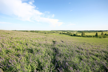 Obraz premium landscape wildflowers / large field and sky landscape in the village, purple flowers wildlife