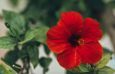 Obraz premium Hawaiian red hibiscus stock photo