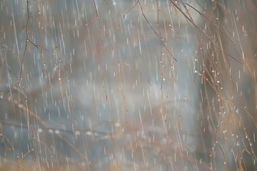autumn landscape on a rainy day in a city park / yellow trees in the rain