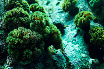 Naklejka na ściany i meble texture of the sea anemone macro tentacles corals