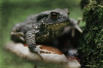 toad in the forest macro / amphibian, reptile in the forest, wildlife animal frog in the forest
