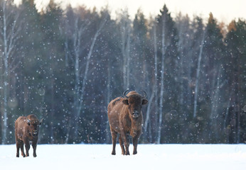 Aurochs bison in nature / winter season, bison in a snowy field, a large bull bufalo