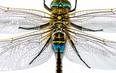 Macro shots, showing of eyes dragonfly and wings detail. Beautiful dragonfly in the nature habitat.