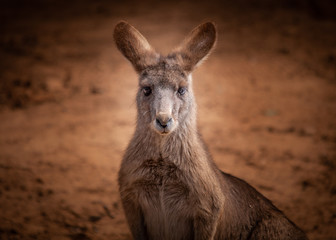  kangaroo from australia saved during the forest fire 2020