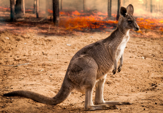 baby kangaroos from australia saved during the forest fire 2020