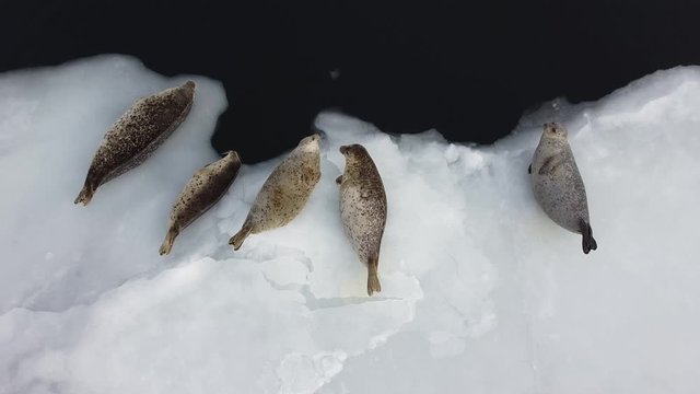 Seals (spotted seal, largha seal, Phoca largha) laying on the edge of ice and swimming in blue sea water in sunny winter day. Aerial drone footage of cute sea mammals. Wild spotted seals in nature.