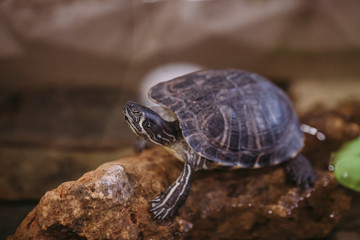 River turtle sits on the stone