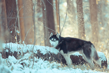 husky with multi-colored eyes eats snow on a walk, portrait of a dog in winter