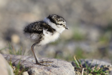 little cute chick / little gull in the wild, beautiful chick in the wild