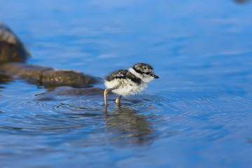 little cute chick / little gull in the wild, beautiful chick in the wild