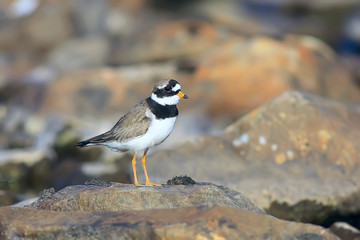 plover bird in nature / wild migratory bird, small plover necktie