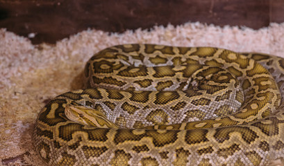 Non-toxic snake dreams in aquarium