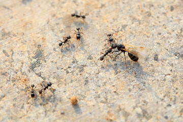 Ants fight each other