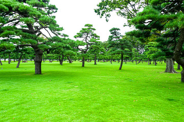 Fototapeta na wymiar Beautiful Kokey Gaien park in Tokyo, Japan