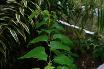 tropical green leaves background / abstract nature jungle rainforest background