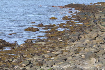 Sea rocks 