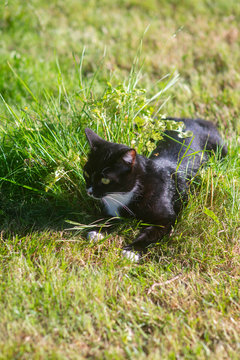 Chat noir et blanc allong&eacute;  dans l'herbe. Black and white cat lying in the grass.