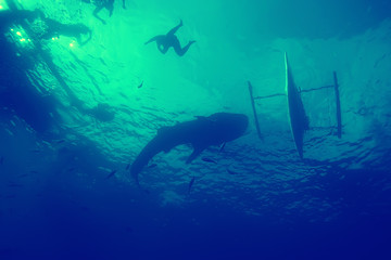 coral reef vintage toning / unusual landscape, underwater life, ocean nature