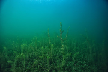 Fototapeta na wymiar swamp underwater landscape abstract / sunken trees and algae in clear water, ecology underwater world