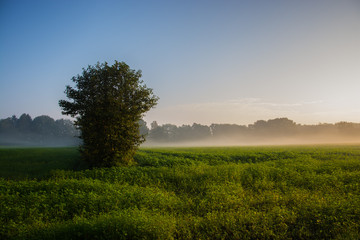 Feld Bei Nebel 