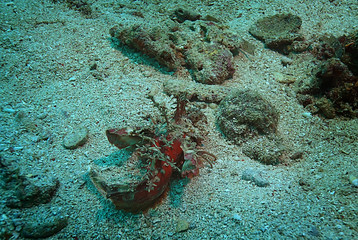 scorpion underwater photo / underwater view of the landscape, beautiful poisonous fish