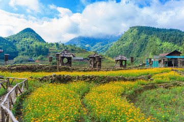 Obraz premium Cat Cat, Vietnam - Oct 10, 2019 blooming garden, flower beds in the village of Cat Cat on a background of mountains.