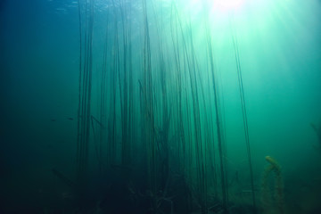 sun rays river underwater landscape / abstract underwater landscape plants fresh ecosystem