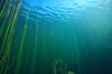 lake background water underwater abstract / fresh water diving background nature underwater ecosystem background