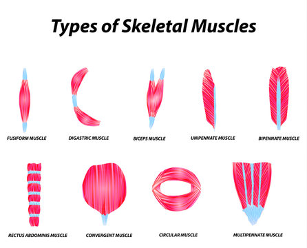 The anatomical structure of skeletal muscles. Infographic. Vector illustration on isolated background.