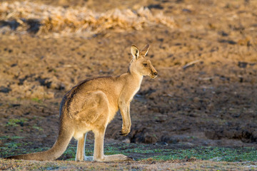 Maria Island, Tasmania, Australia- March 2019: Forester Kangaroo (Macropus giganteus) one of the biggest kangaroos. © Lukas