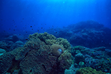 underwater sponge marine life / coral reef underwater scene abstract ocean landscape with sponge