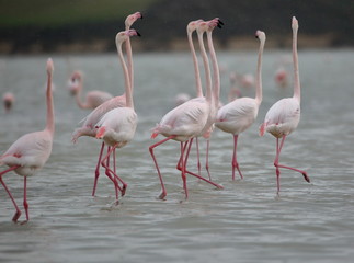 group of pink flamingos