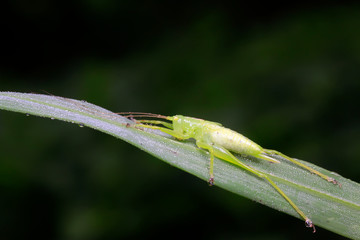 longhorned grasshoppers nymphs