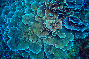 coral reef underwater / lagoon with corals, underwater landscape, snorkeling trip