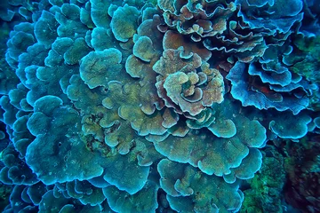 Schilderijen op glas koraalrif onderwater / lagune met koralen, onderwaterlandschap, snorkeltrip © kichigin19