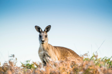 Maria Island, Tasmania, Australia- March 2019: Forester Kangaroo (Macropus giganteus) one of the biggest kangaroos. © Lukas