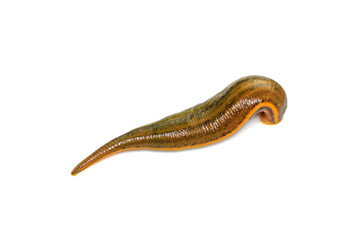 Whitmania pigra