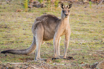 Maria Island, Tasmania, Australia- March 2019: Forester Kangaroo (Macropus giganteus) one of the biggest kangaroos. © Lukas