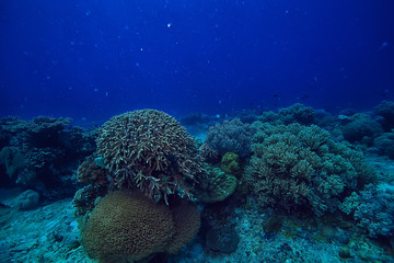 diving into water / sea scene, rest in the ocean, wildlife under water