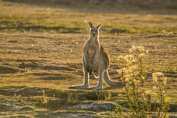 Maria Island, Tasmania, Australia- March 2019: Forester Kangaroo (Macropus giganteus) one of the biggest kangaroos. © Lukas
