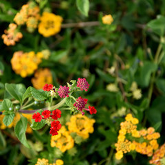 Lantana, a colorful and beautiful flowering species, commonly known as the Spanish flag for its red and yellow colors
