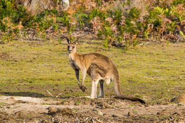 Maria Island, Tasmania, Australia- March 2019: Forester Kangaroo (Macropus giganteus) one of the biggest kangaroos. © Lukas