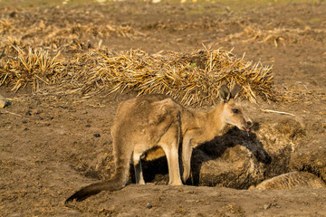 Maria Island, Tasmania, Australia- March 2019: Forester Kangaroo (Macropus giganteus) while drinking. © Lukas