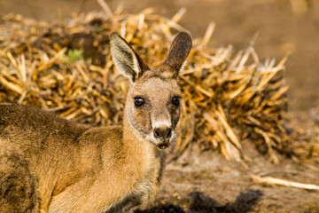 Maria Island, Tasmania, Australia- March 2019: Forester Kangaroo (Macropus giganteus) while drinking. © Lukas
