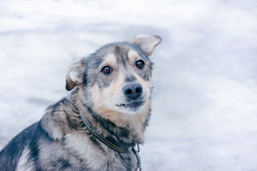 The sad look of a yard guard purebred shorthair dog on a chain in a leather black collar. Empty neutral background and place for text. Banner