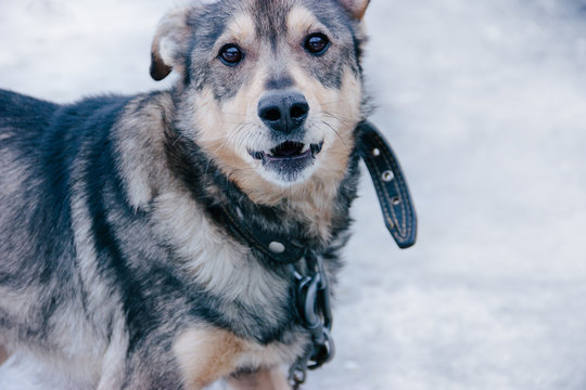 The Sad Look Of A Yard Guard Purebred Shorthair Dog On A Chain In A Leather Black Collar. Empty Neutral Background And Place For Text. Banner