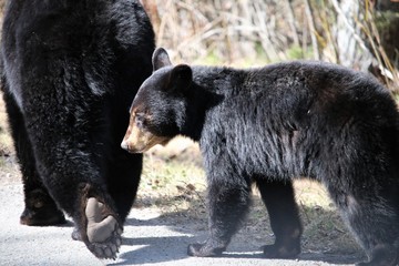 Mother & baby bear