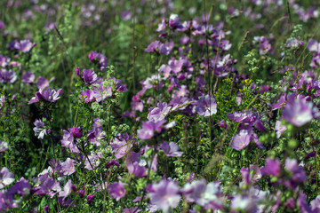 Obraz premium Malva sylvestris to gatunek malwy z rodziny Malvaceae