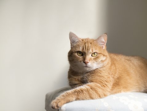 Funny red cat in cozy home atmosphere. Lying tabby ginger cat. Looking ginger cat, sitting onthe chair. Pleased orange cat sitting on the chair and having a rest at home
